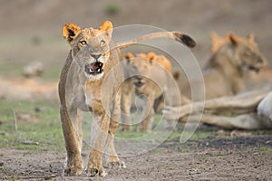 Lion (Panthera leo) snarl photo