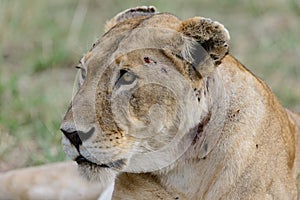 The lion Panthera leo is a species in the family Felidae .