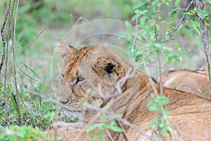 The lion Panthera leo is a species in the family Felidae. Juvenile.