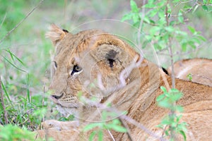 The lion Panthera leo is a species in the family Felidae. JuvenileJuvenile.