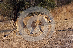 The lion Panthera leo this is Transvaal lion Panthera leo krugeri, lioness stalking prey. The lioness is preparing to attack.