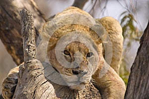 Lion (Panthera leo) in tree, Kruger Nati