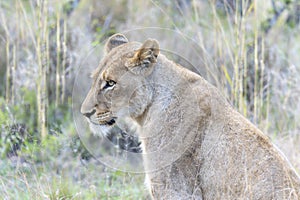A lion, Panthera leo, is visible up close in a field of tall grass, watching its surroundings intently. In South Africa