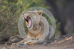 Lion (Panthera leo) yawning