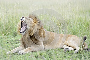 Lion Panthera leo yawning, while lying down