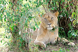 The lion Panthera leo, young male.