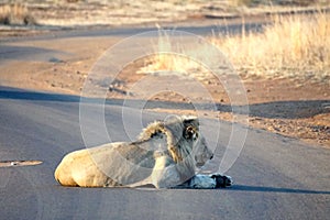 Lion on a paved road