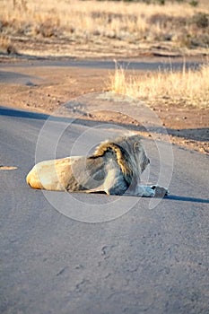 Lion on a paved road