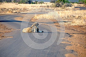 Lion on a paved road