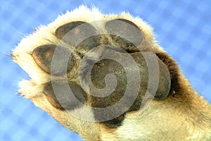 Lion paw