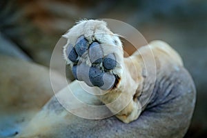 Lion paw. Detail leg foot of African lions, Panthera leo, detail of big animals, Okavango delta, Botswana, Africa. Cats in nature