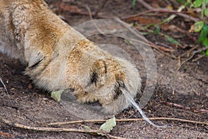 Lion paw with long hair on the ground