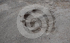 Lion paw print in a National Park in Africa