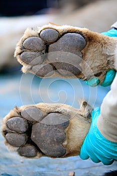 Lion paws