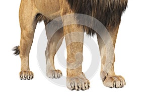 Lion paws african beast, close view