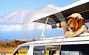 Lion photo Kilimanjaro mountain from safari car