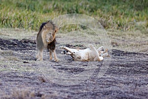 Lion playing with a lying lioness on grass in Lewa Wildlife Conservancy, Kenya