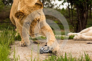 Lion playing with a small model car Renault twizy