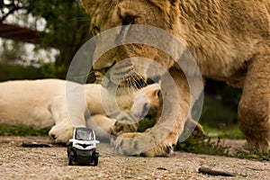 Lion playing with a small model car Renault twizy