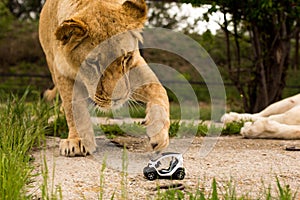 Lion playing with a small model car Renault twizy