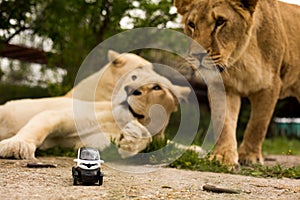 Lion playing with a small model car Renault twizy