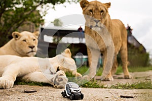 Lion playing with a small model car Renault twizy