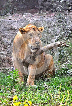 A lion playing with a tree branch