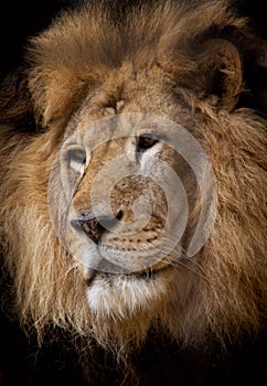 Lion portrait