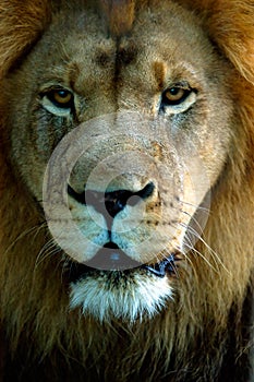 Lion portrait