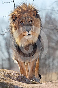 Lion portrait