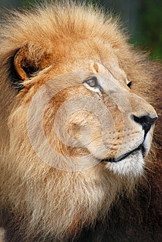 Lion Portrait