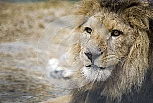 Lion portrait