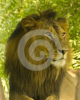 Lion Portrait