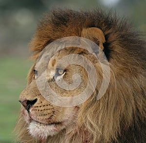 Lion portrait