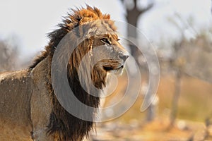 Lion portrait in the beautiful warm light.