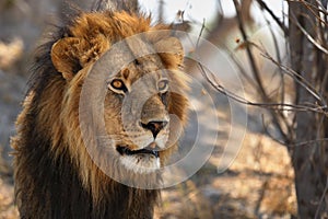 Lion portrait in the beautiful warm light.