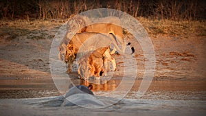 Lion portrait in the beautiful warm light.