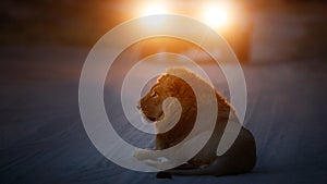 Lion portrait in the beautiful warm light.