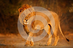 Lion portrait in the beautiful warm light.