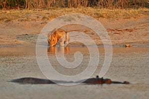 Lion portrait in the beautiful warm light.