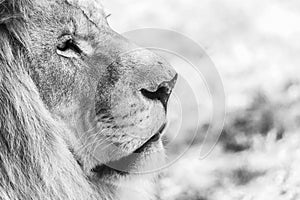 Lion Portrait