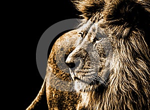 Lion portrait in bright golden colours