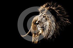 Lion portrait in bright golden colours