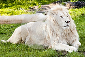 Lion portrait