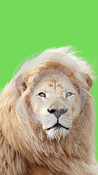 Lion portrait with a green background