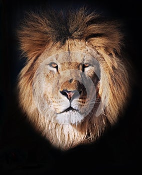 Lion portrait head isolated at black