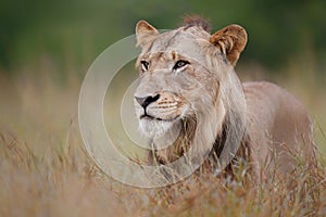 Lion portrait in the Kruger National Park