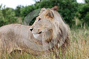 Lion portrait in the Kruger National Park