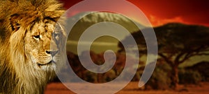 Lion portrait on Mount Kilimanjaro at sunset