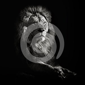 Lion Portrait photo